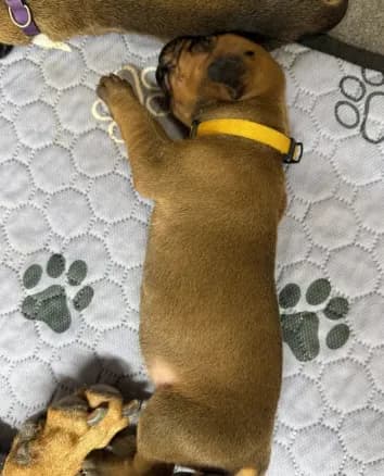 Teela