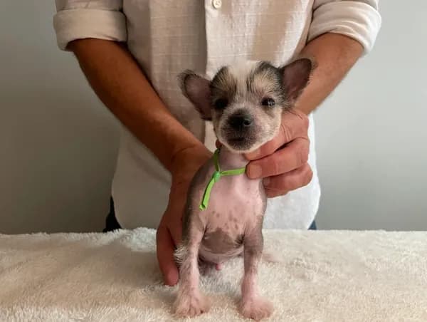 Hairless - boy