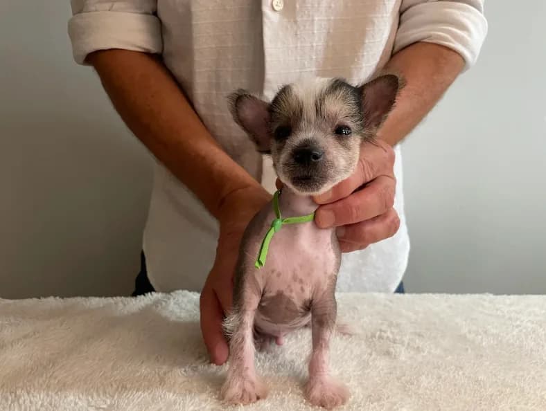 Hairless - boy