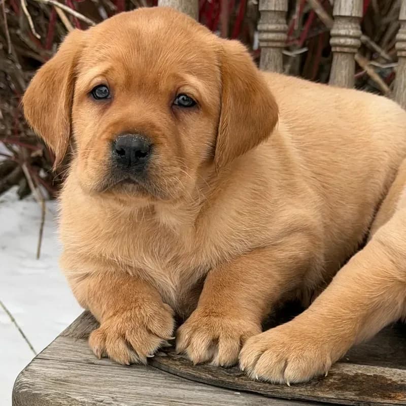 Bo