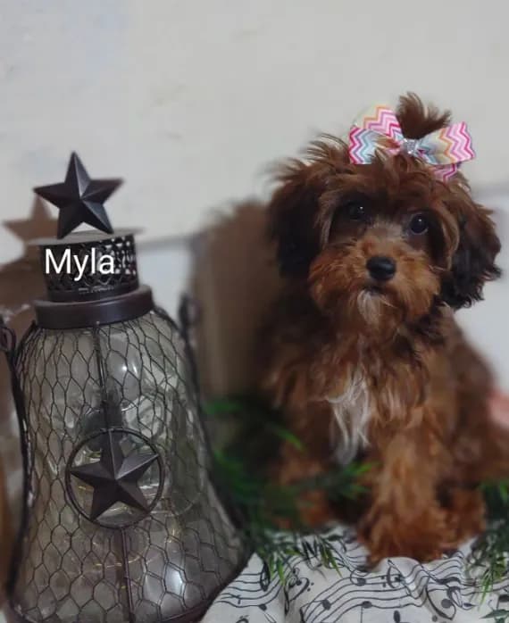 Myla