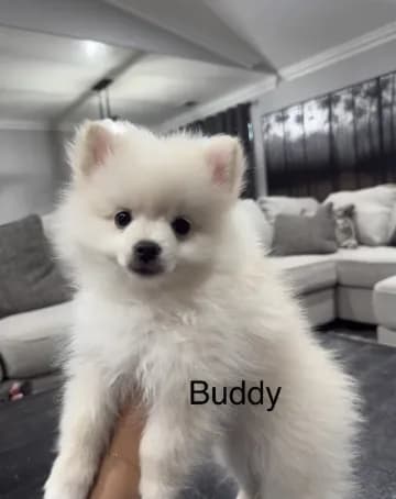 Buddy