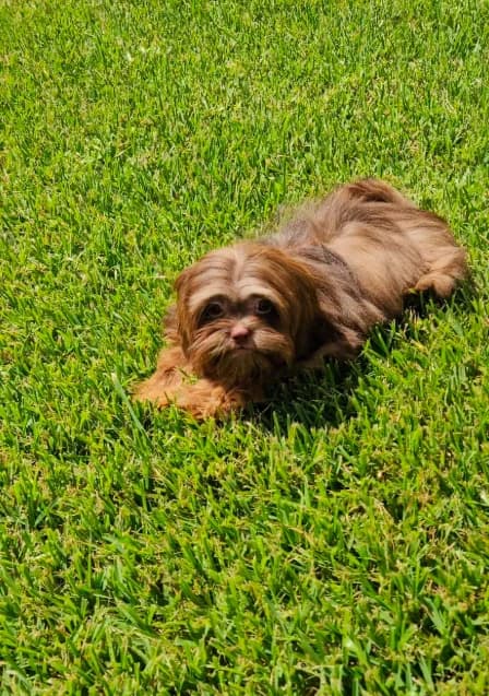 Valentino -AKC-