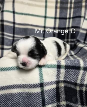 Mr. Orange-D