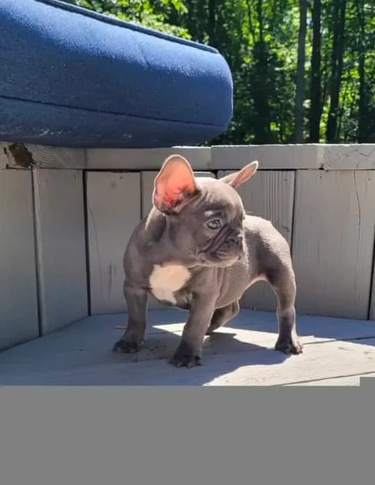 Geronimo