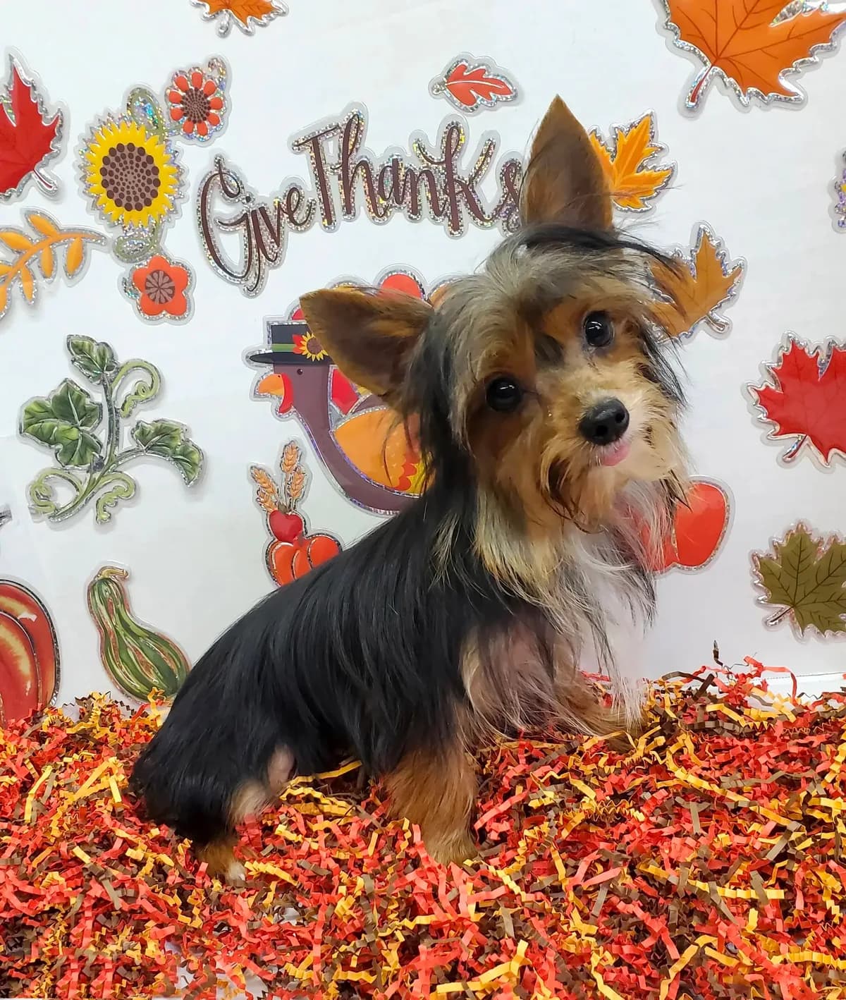 TB (Tiny Boy) CKC male