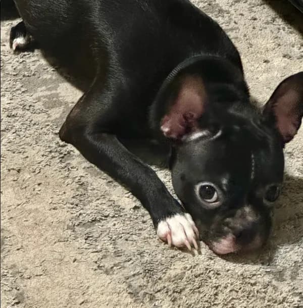 Bella