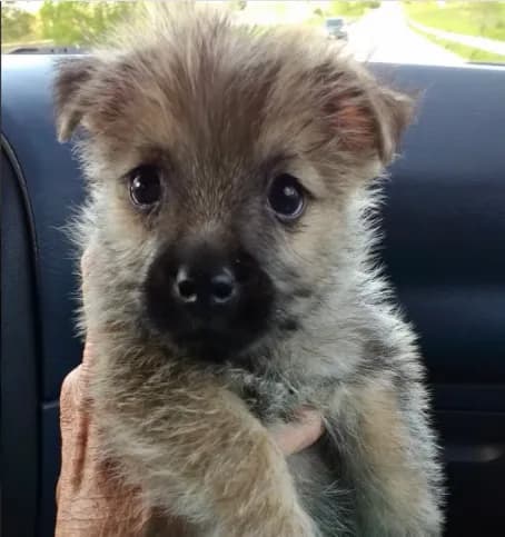 DOLLY - AKC