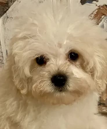 Charlie