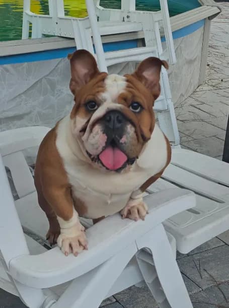 Lala