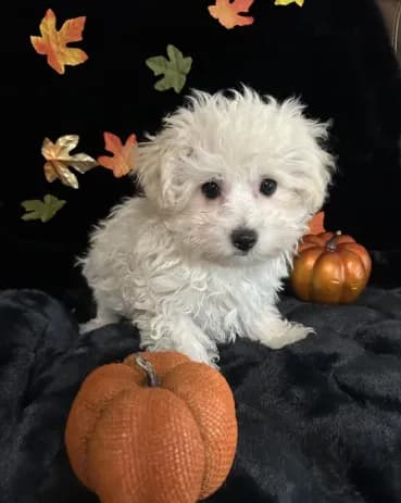 Charlie