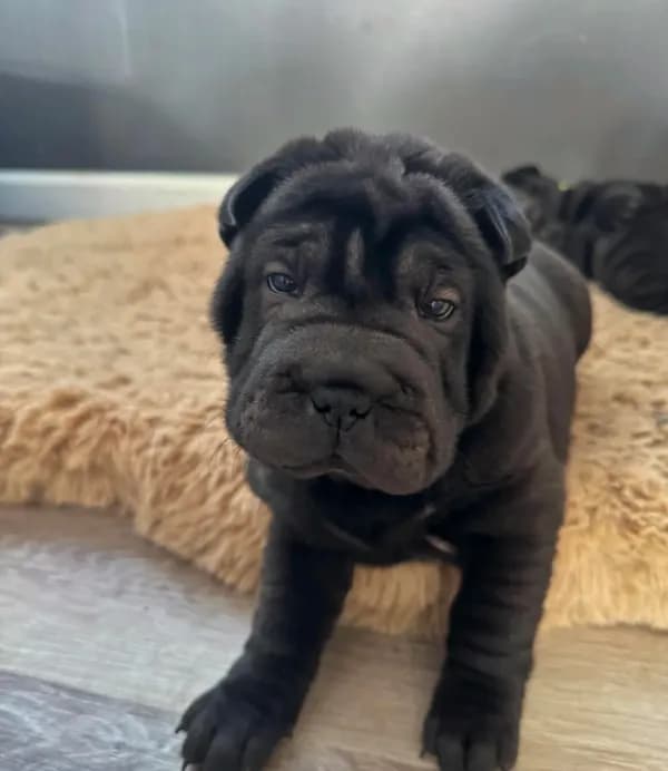 Elvis