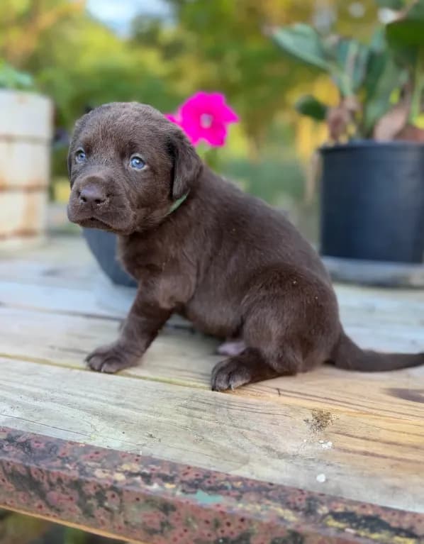 Teddy Bear