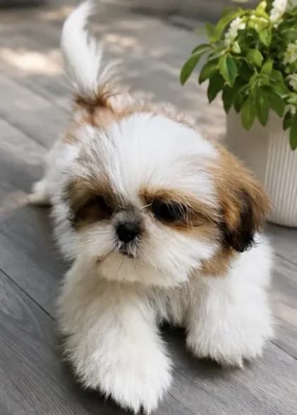 Mr. Cutie