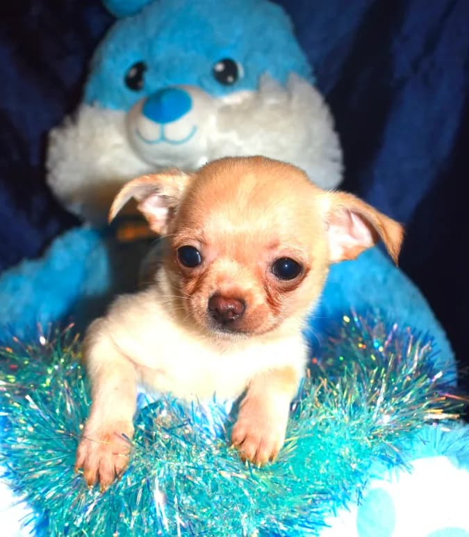 Chico