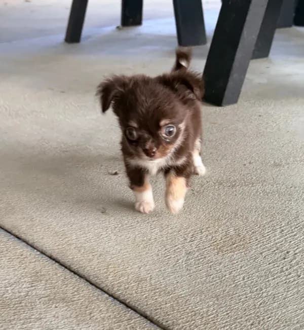 Milo