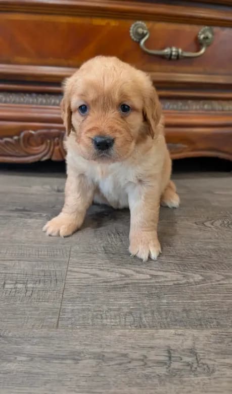 Beautiful AKC Golden Retriever