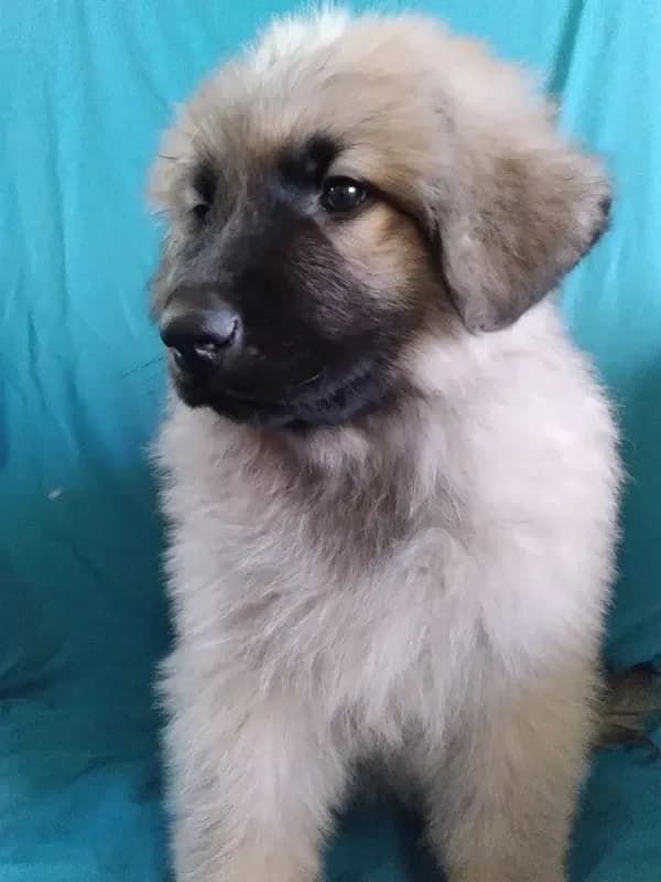 KING SHEPHERD