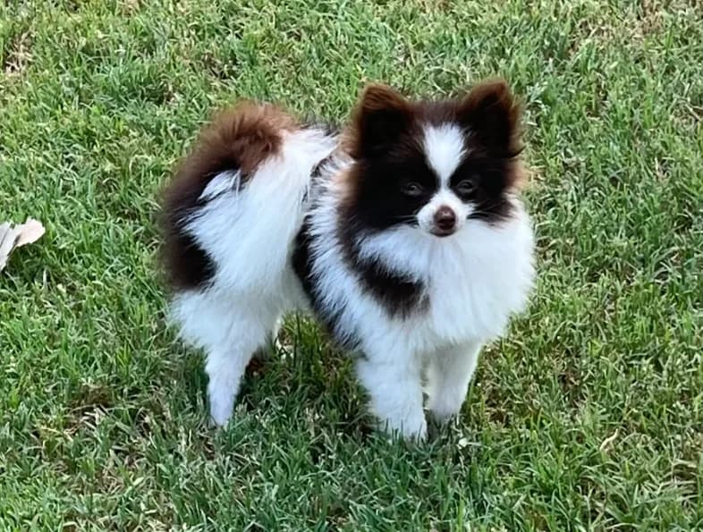 AKC Mocha