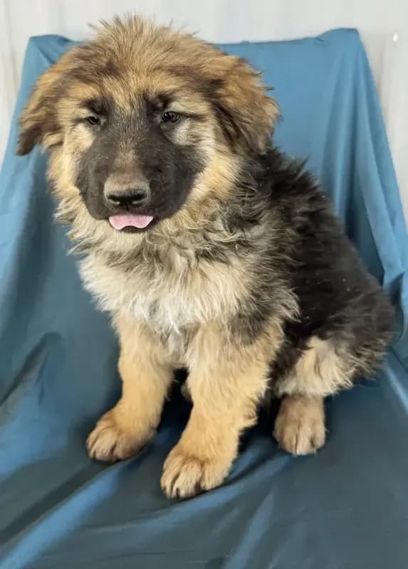 KING SHEPHERD