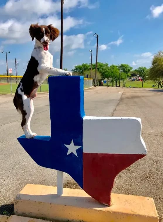 Female Houston