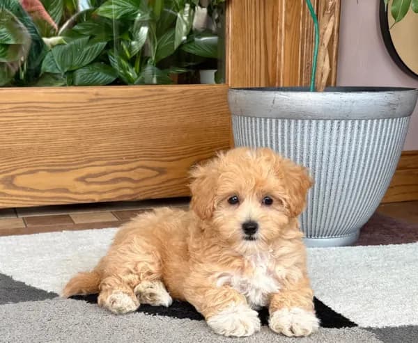 Tiny