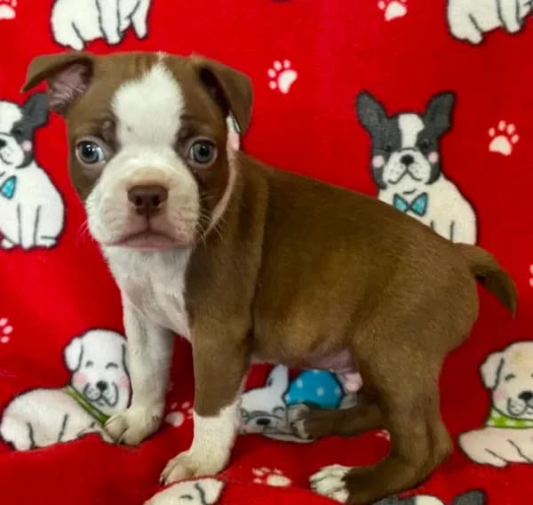 Red male Boston Terrier