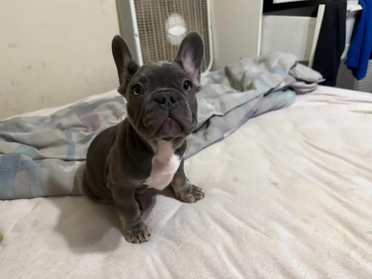 Buddy