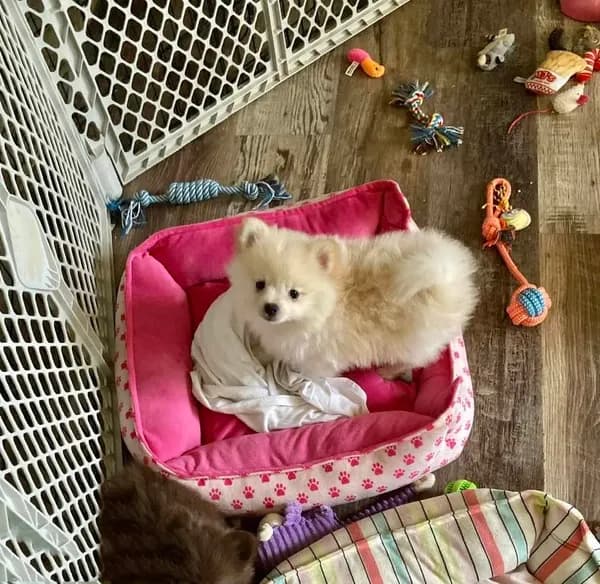 Piper