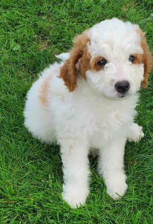 Lukie lambie