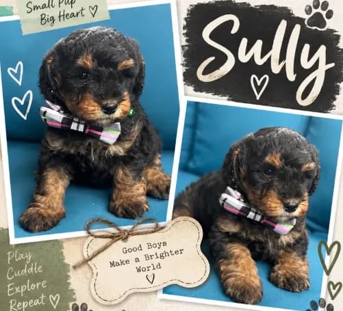 Sully