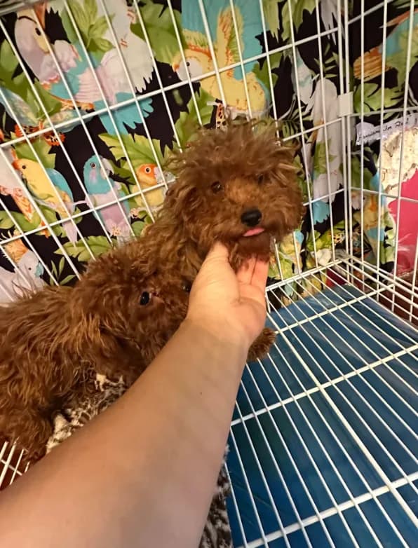 AKC apricot girl