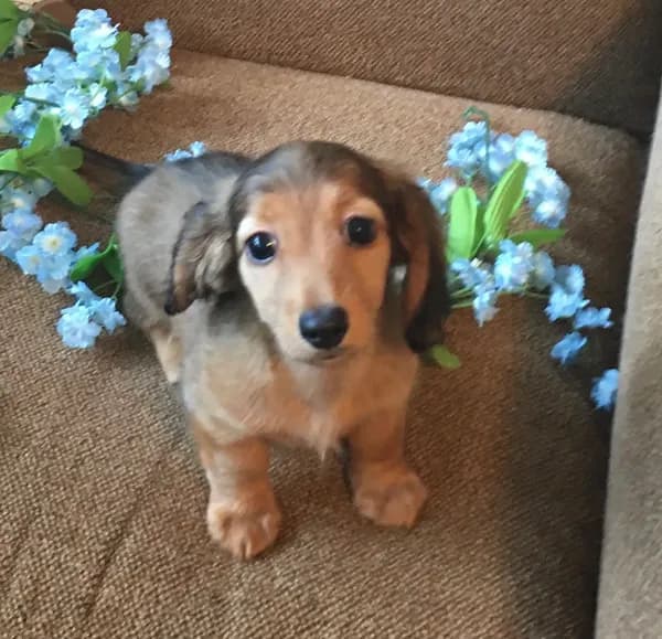 Mickey AKC Shaded Cream