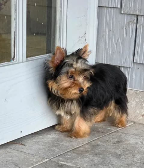 Axel