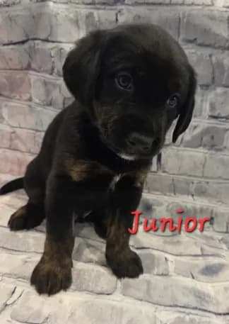 Junior