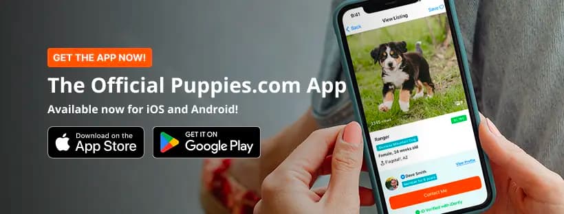 The new Puppies.com app is here! Get it on the Apple Store or Google Play.