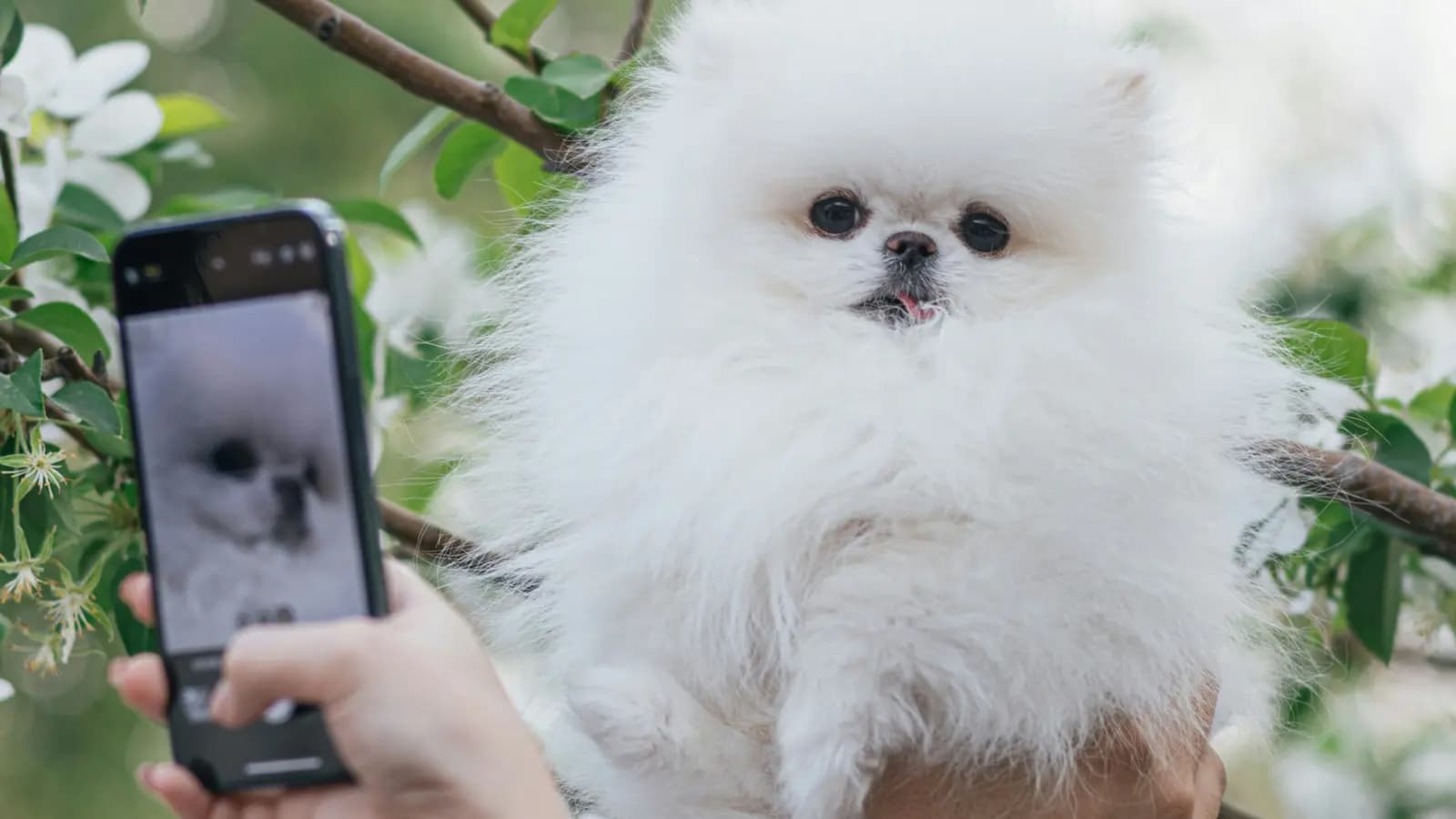 Cute Pomeranian being videotaped by its breeder.