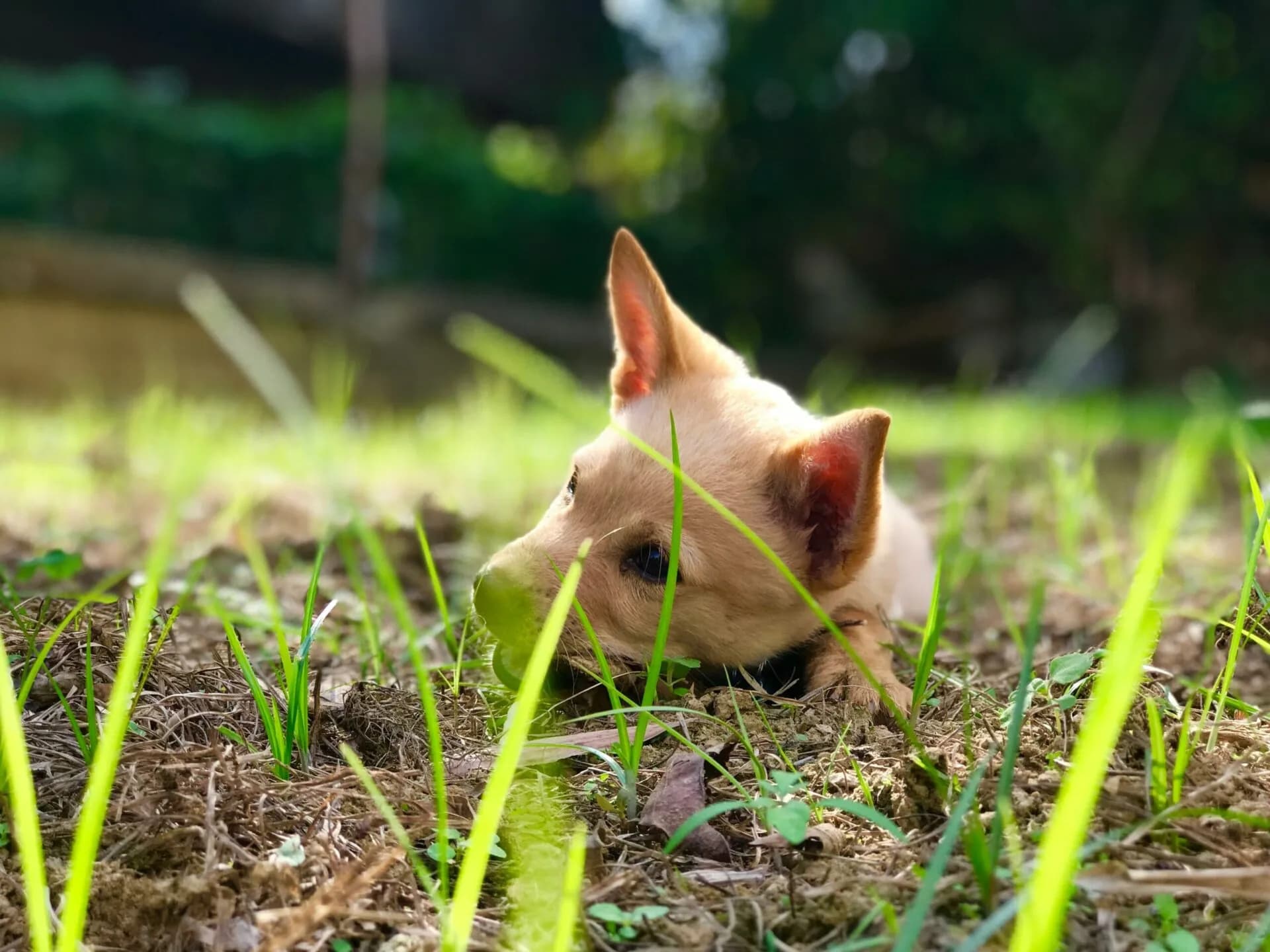 3 Common Myths About Dogs