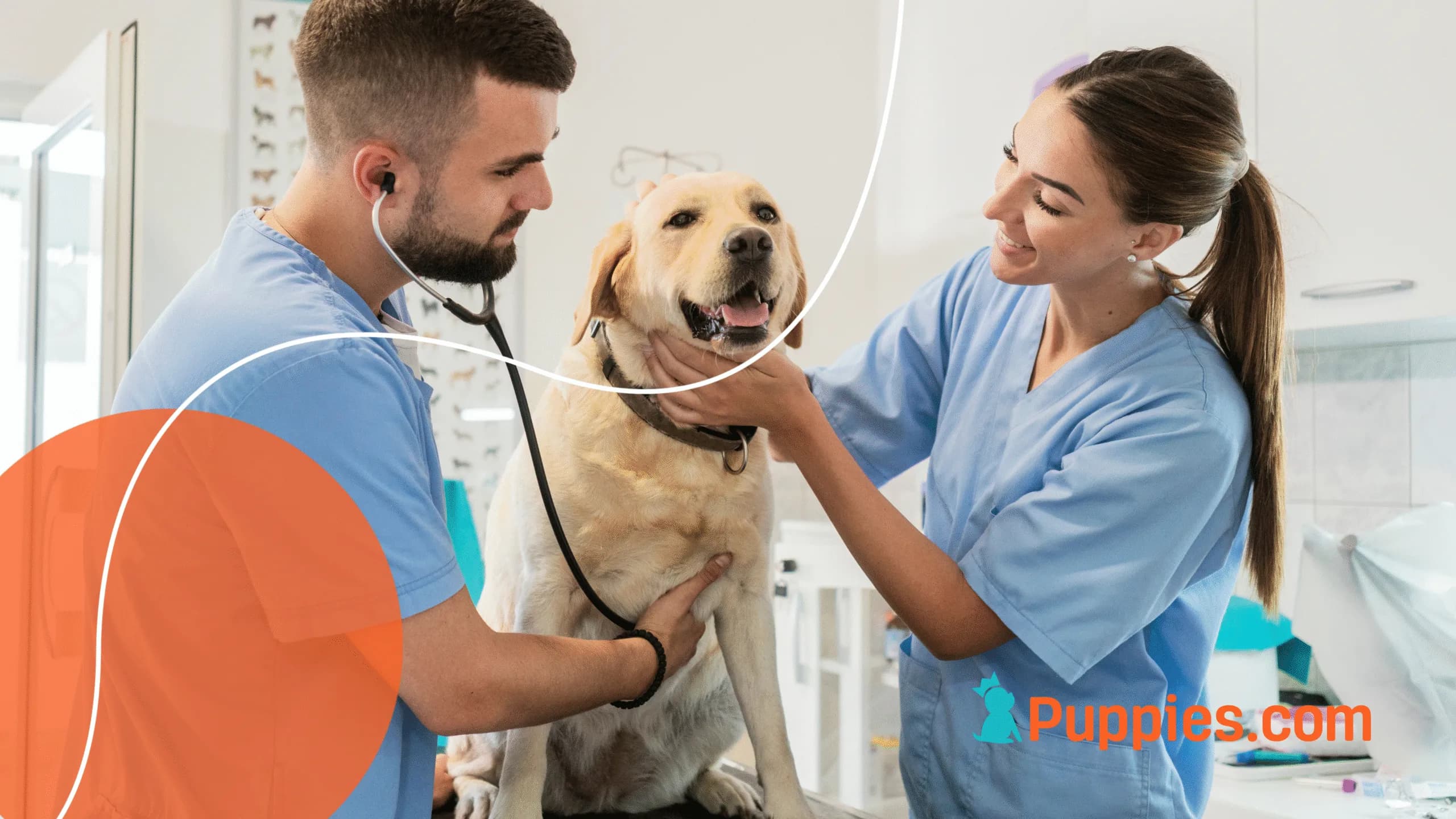 Where Dogs Live Their Best Lives: Ranking the Healthiest U.S. States for Dogs