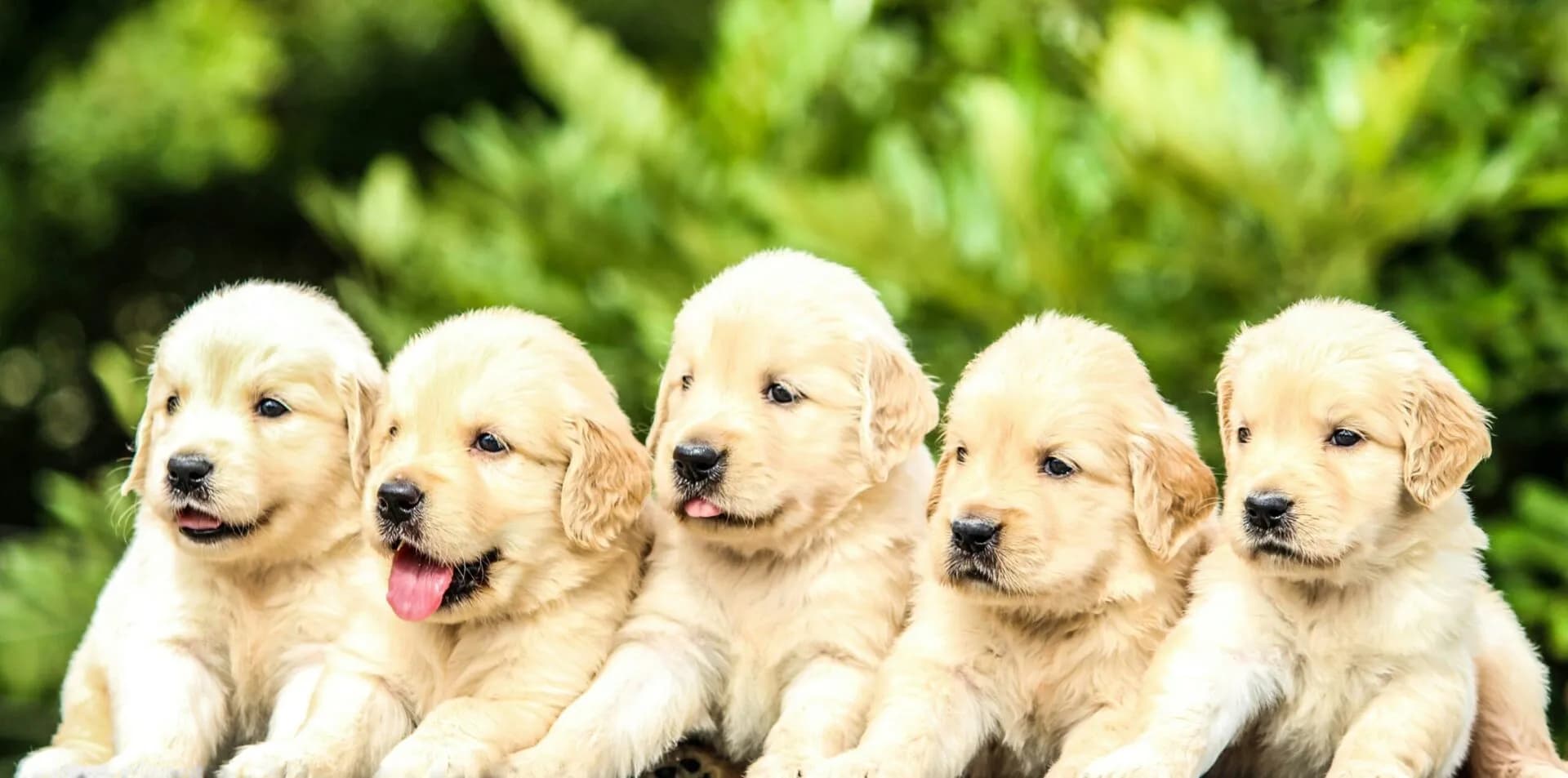 Popular Dog Breeds in the USA