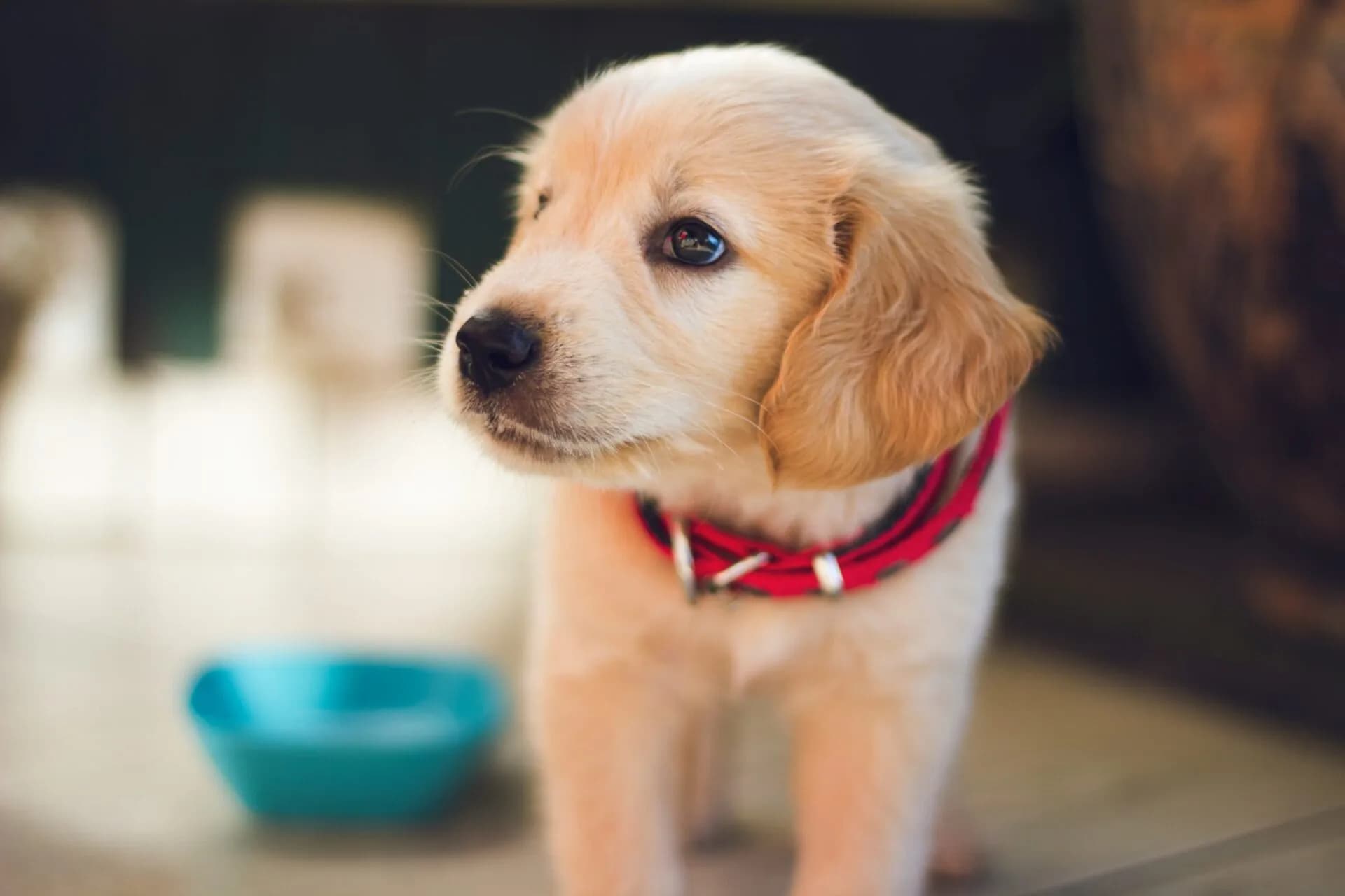 Dog Food Ingredients to Avoid: Protecting Your Pup’s Health