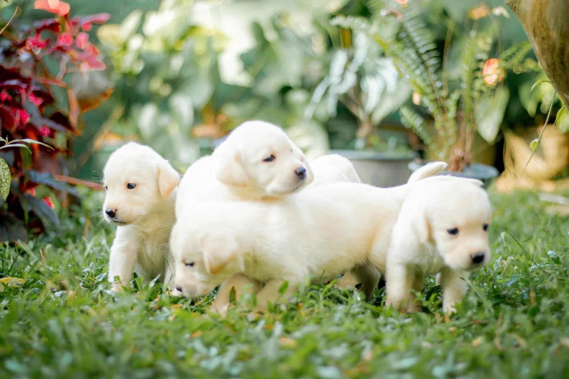 Litter of puppies standing in the grass.
