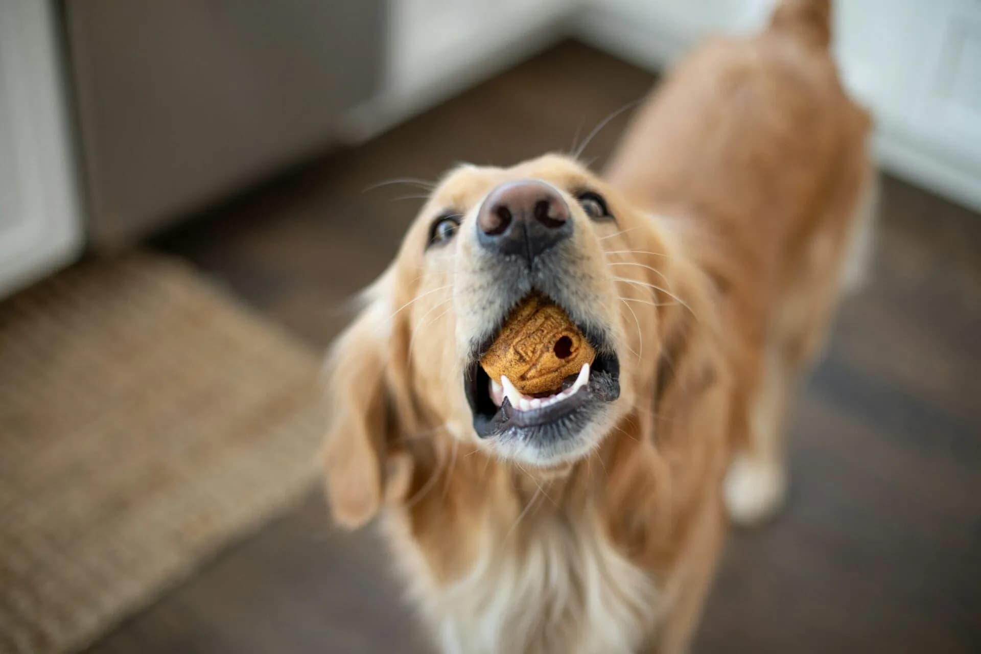 Keeping the Holidays Happy, Healthy, and Safe with Your Dog