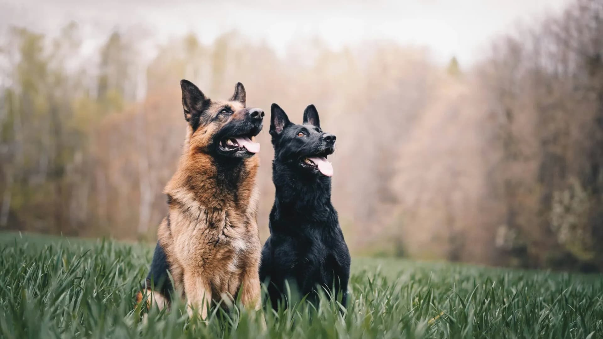 Debunking Breed Myths