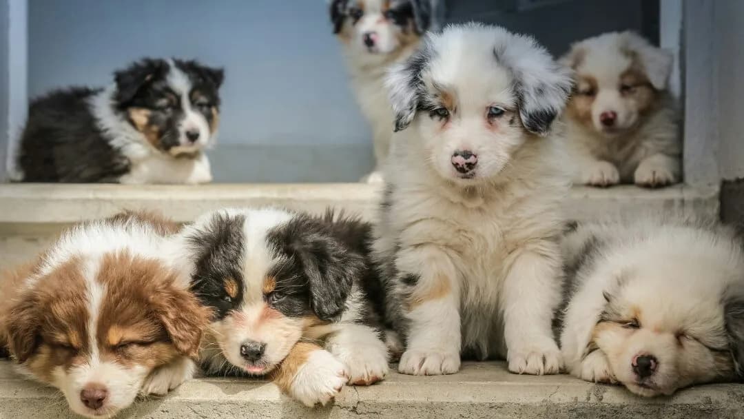 Breeder Selling Safety Tips