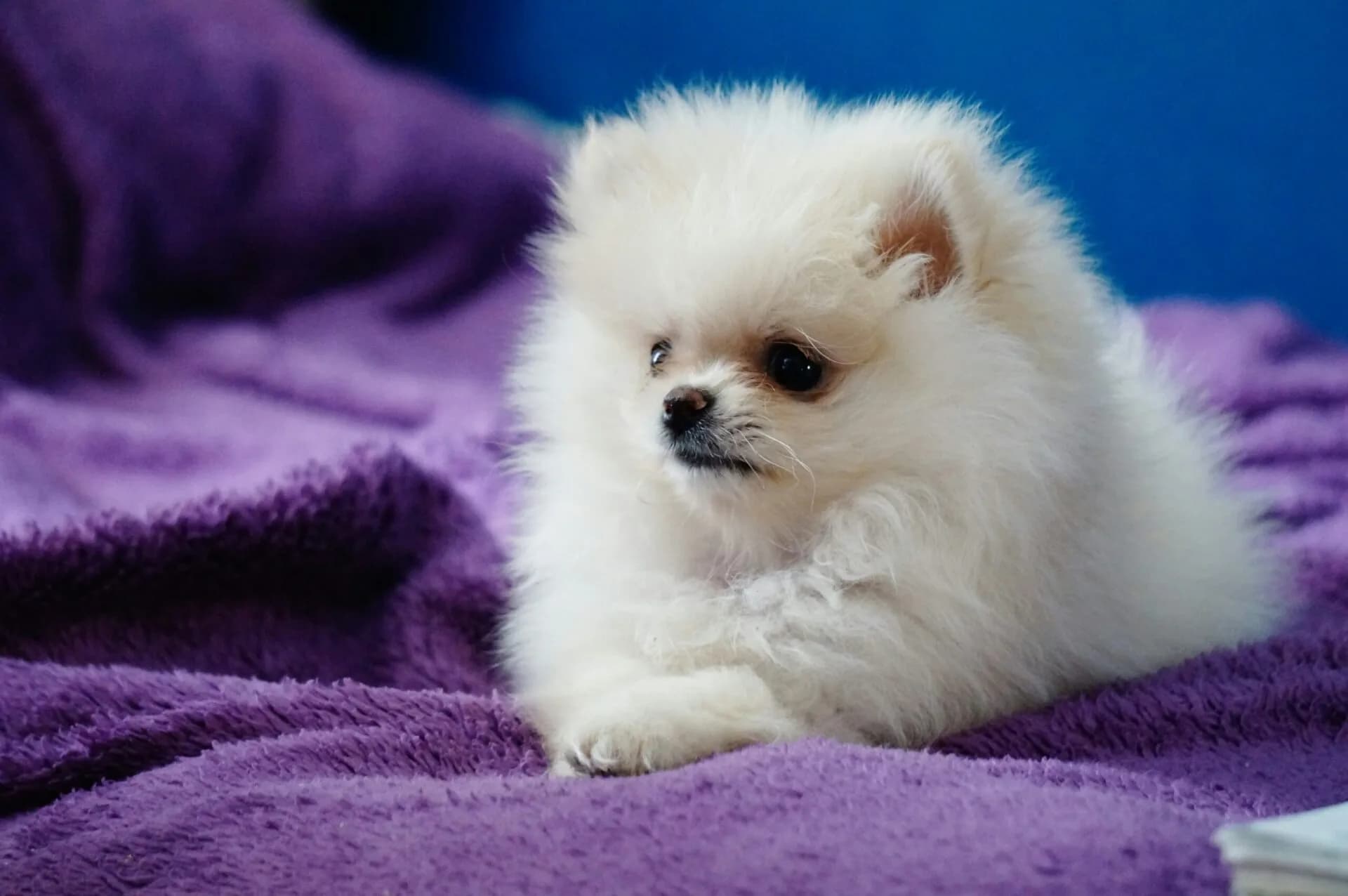 Tips to Control Shedding in Your Dog This Spring