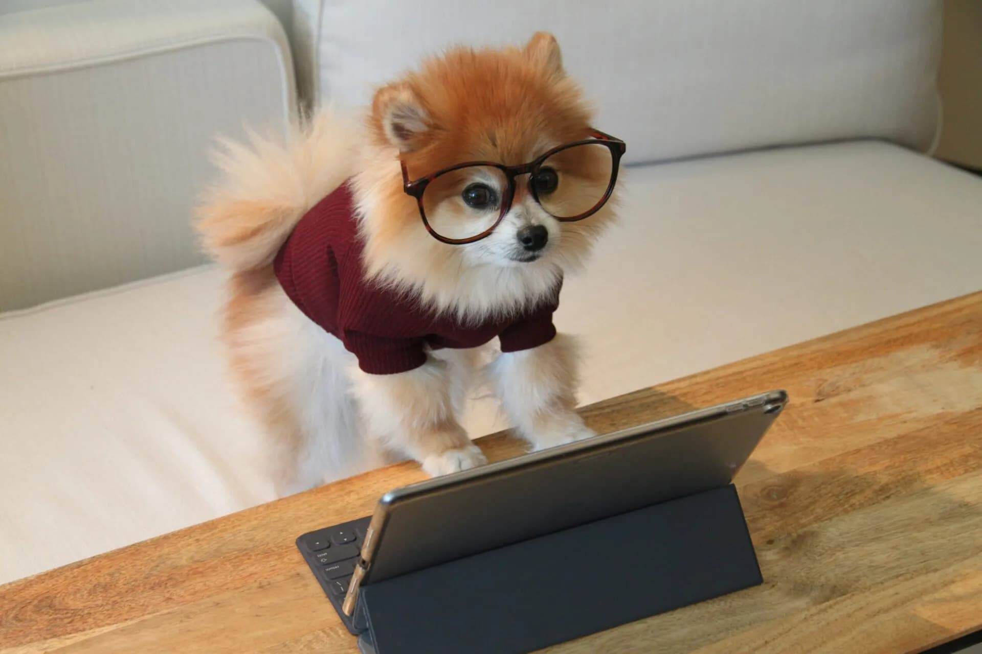Prepping Your Pup for the Back-to-School Blues