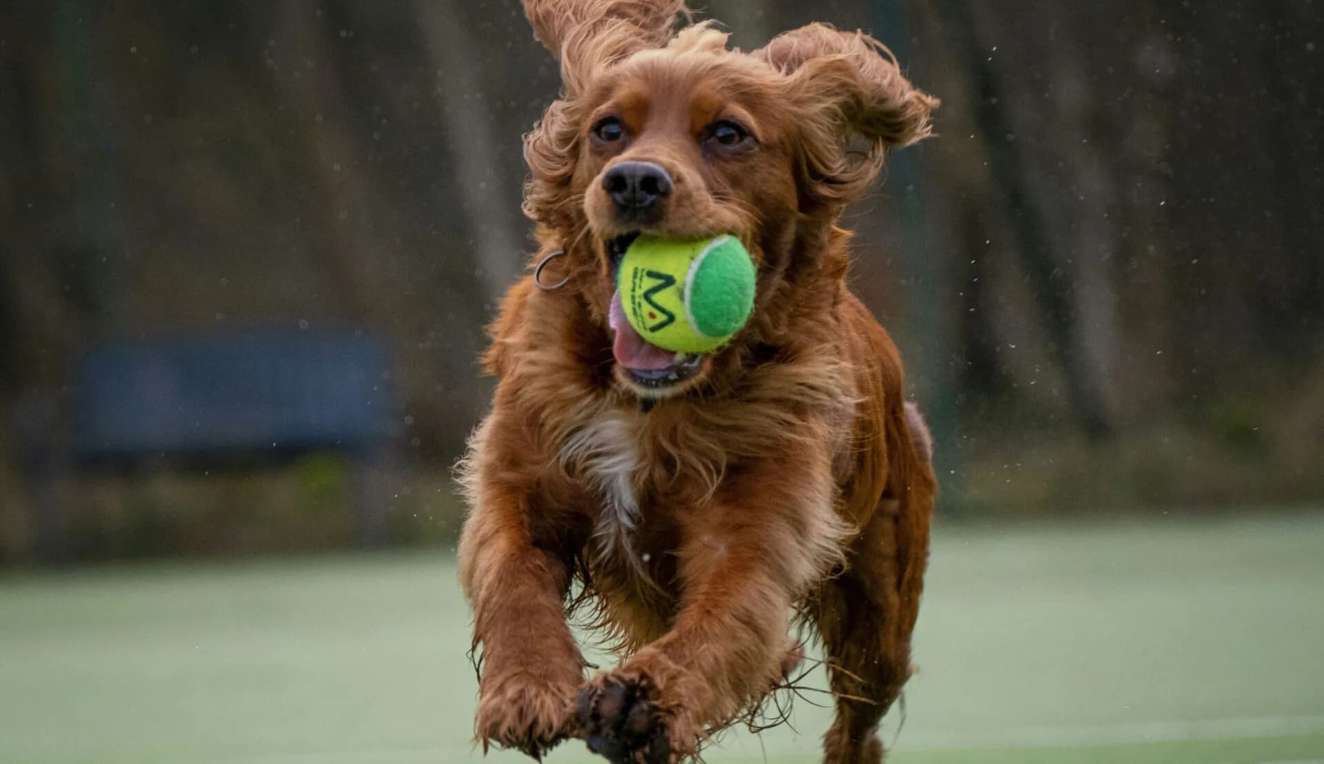Protecting Your Dog’s Joints: Tips for a Happy, Healthy Life