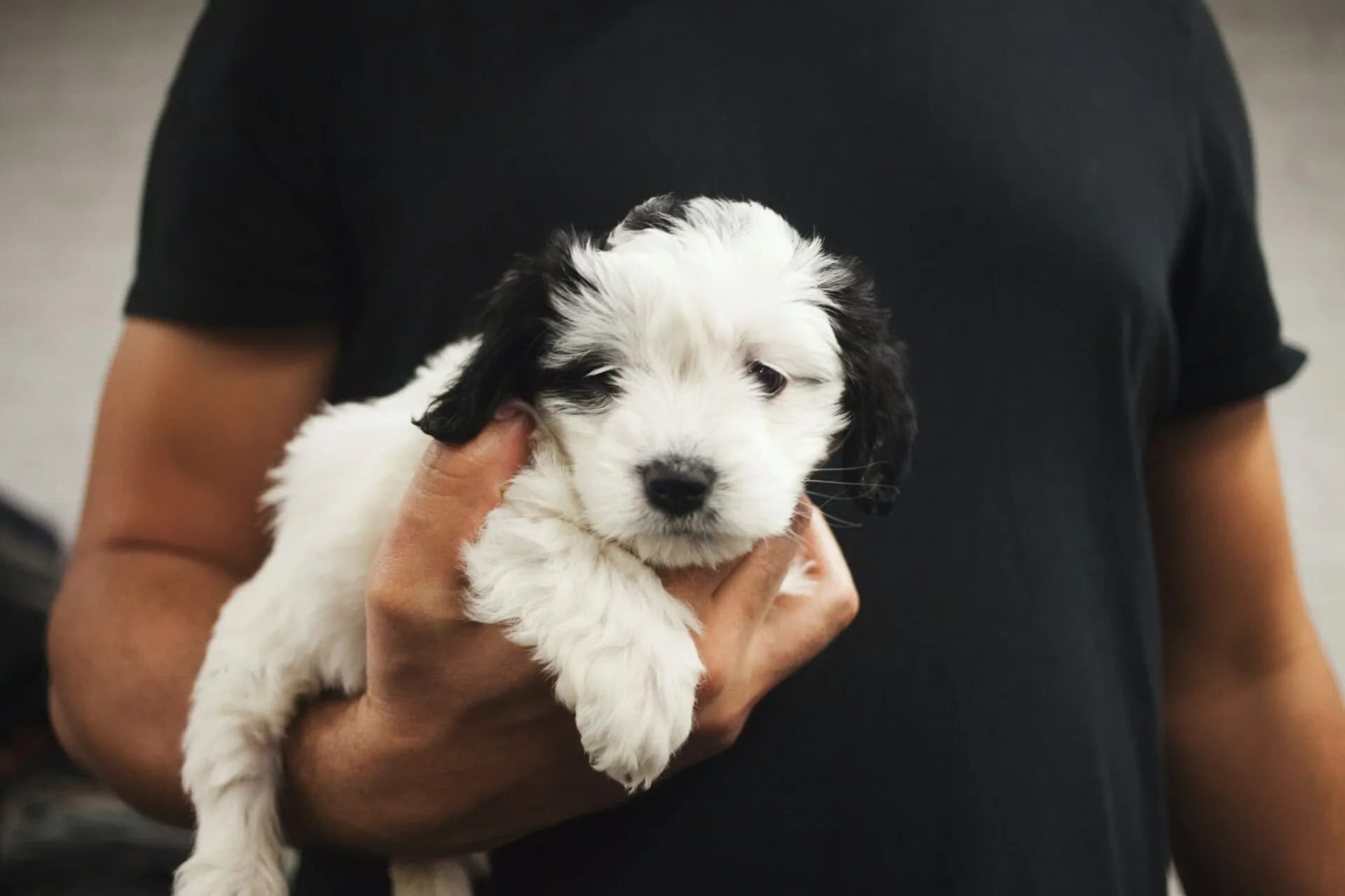 Thinking About Buying a New Puppy?