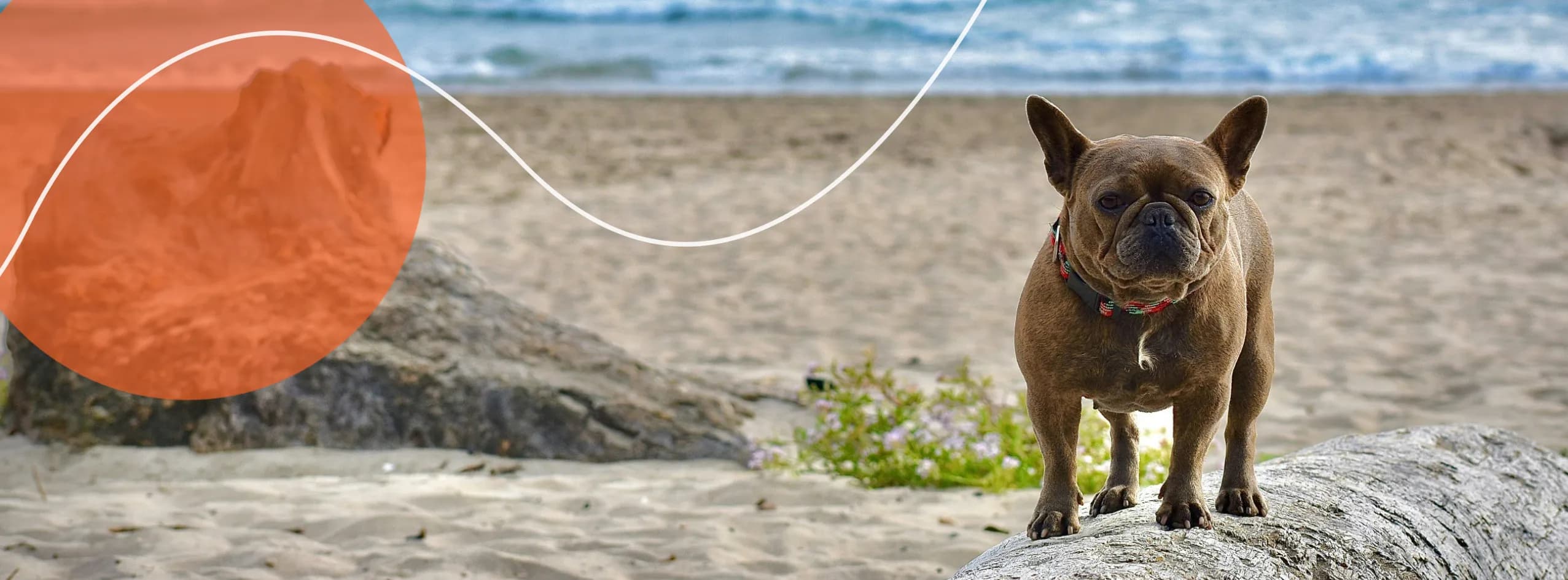 Tips to Help Your Dog Stay Safe and Cool This Summer — Avoiding Heatstroke and Identifying the Signs of Heatstroke